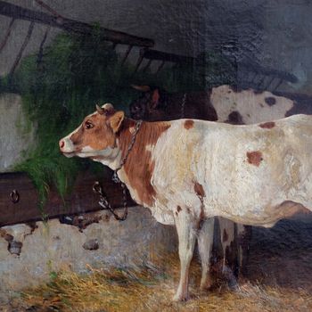 Cowshed Study