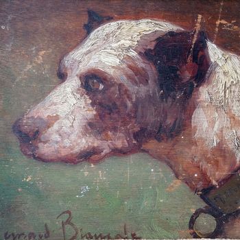French Dog Study