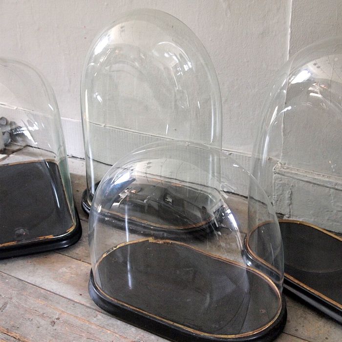 Unusualy Large Antique Display Domes › Puckhaber Decorative Antiques