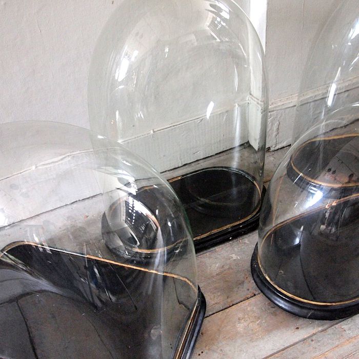 Unusualy Large Antique Display Domes › Puckhaber Decorative Antiques