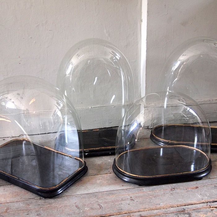 Unusualy Large Antique Display Domes › Puckhaber Decorative Antiques