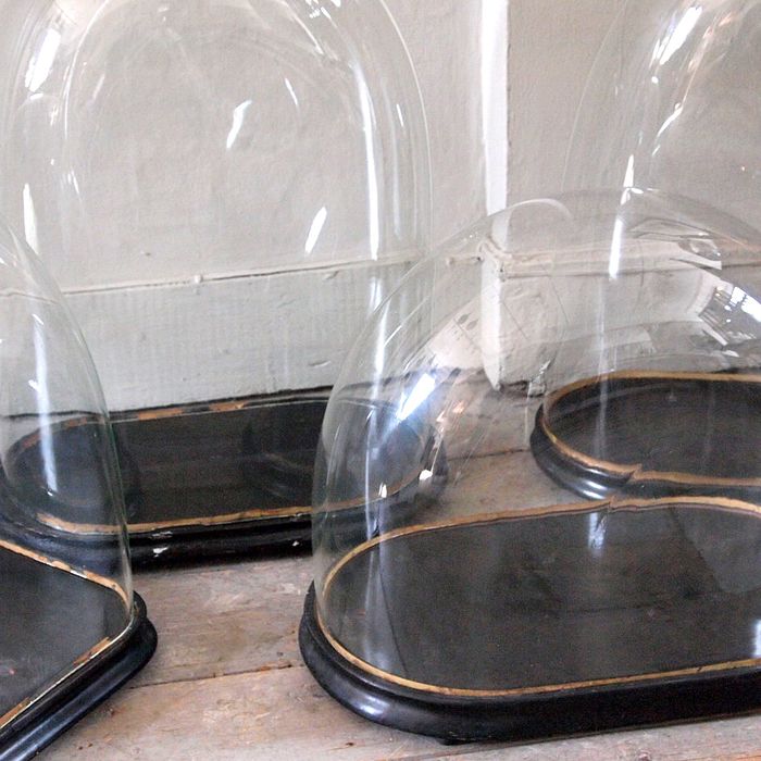 Unusualy Large Antique Display Domes › Puckhaber Decorative Antiques