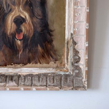 Study of Bearded Collie