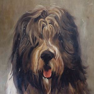 Study of Bearded Collie